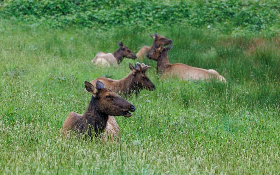 Wildlife Viewing Pullout for a low-stress road day — travel · National Parks