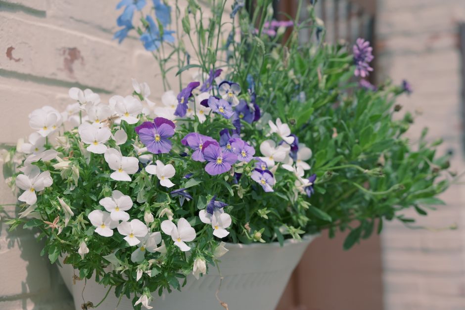 Container Garden using warm neutral tones — home · Garden & Outdoor