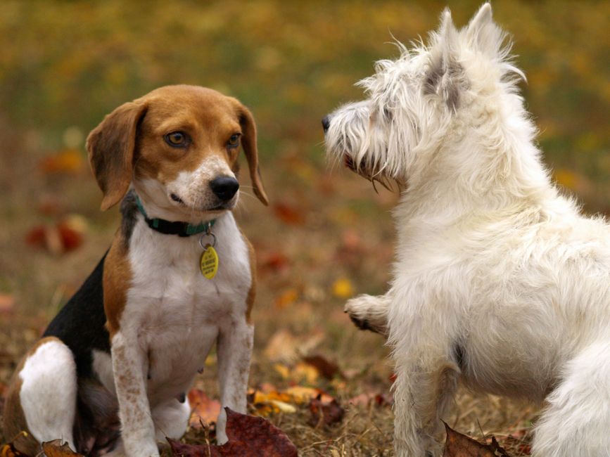 Pet-Play Break during a five-minute pause — wellness · Feel-Good Activities