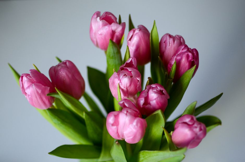 Tulips in a mason jar