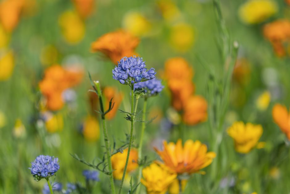 Meadow Wildflowers with a practical parking plan — travel · National Parks