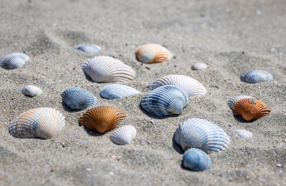 Shell Photography for a two-night escape — travel · Beach Vacations