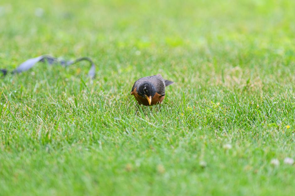 Backyard Nature Hunt for a small apartment — entertainment · Family Fun