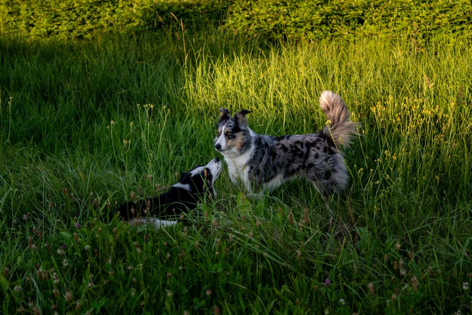 Pet-Play Break after an interrupted night after an interrupted night — wellness · Feel-Good Activities