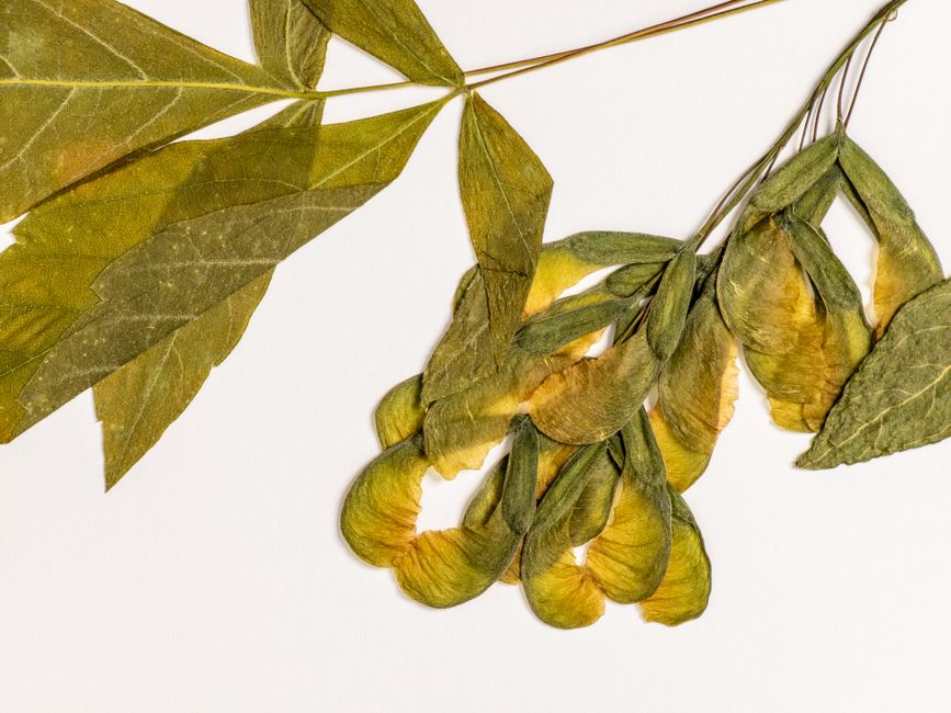 25 Pressed-Botanical Frame ideas