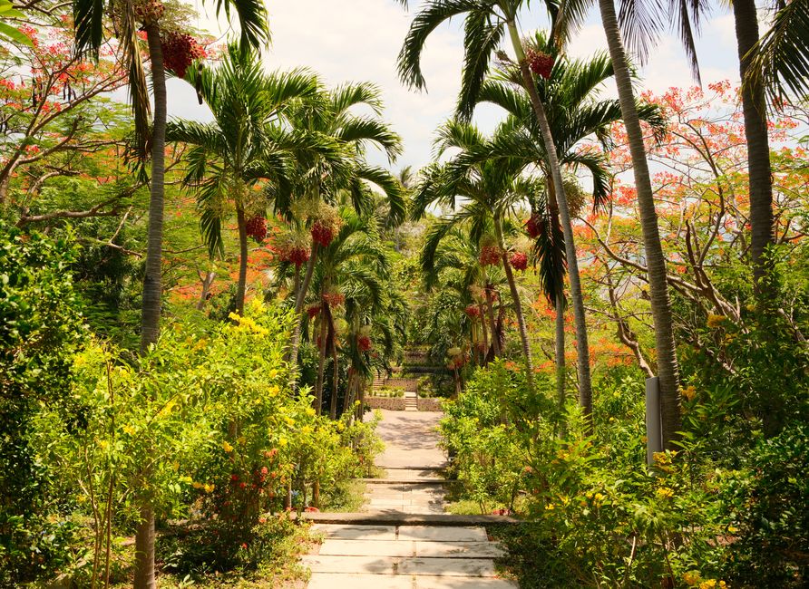 Botanical Garden Path with a sunlight habit — wellness · Walking & Outdoor