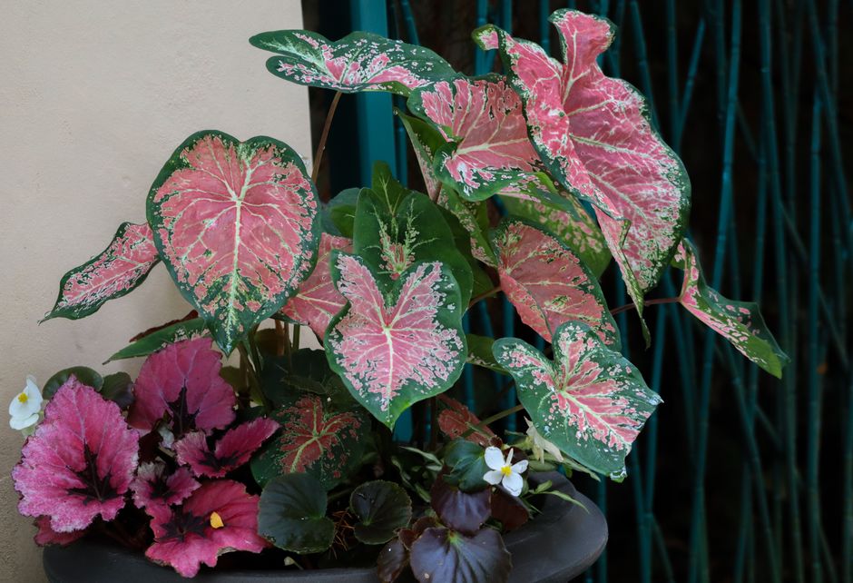 Container Garden using one-color repetition — home · Garden & Outdoor