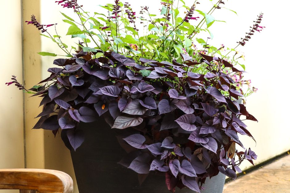 Container Garden with a cozy corner detail — home · Garden & Outdoor
