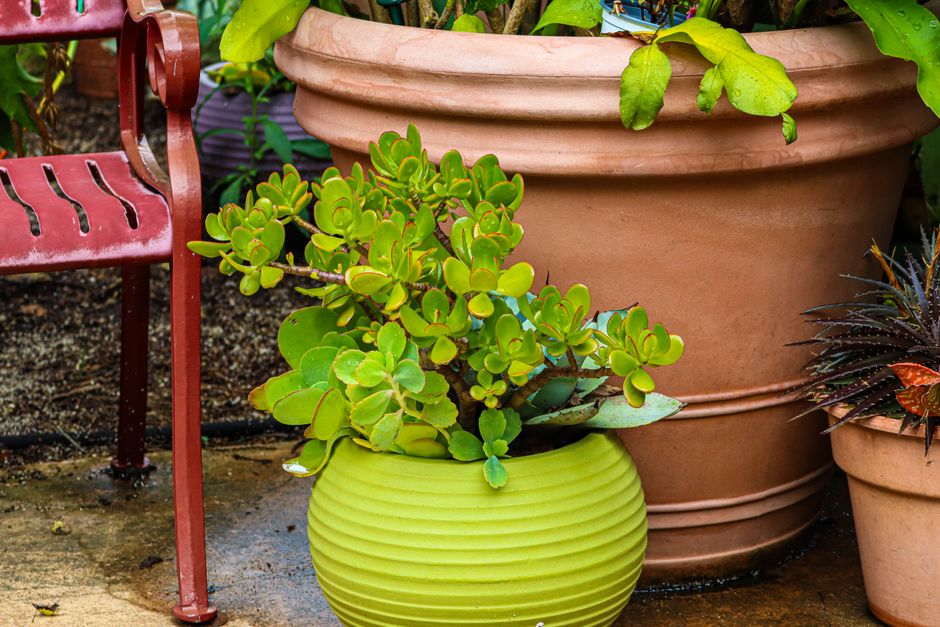 Container Garden with a soft linen layer — home · Garden & Outdoor
