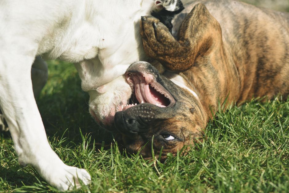 Pet-Play Break with a gratitude prompt — wellness · Feel-Good Activities