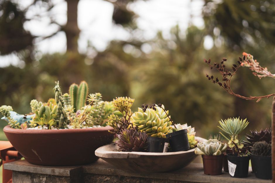 20 Container Garden ideas