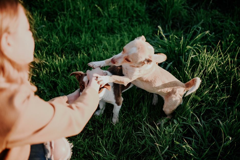 Pet-Play Break with a sunlight habit — wellness · Feel-Good Activities