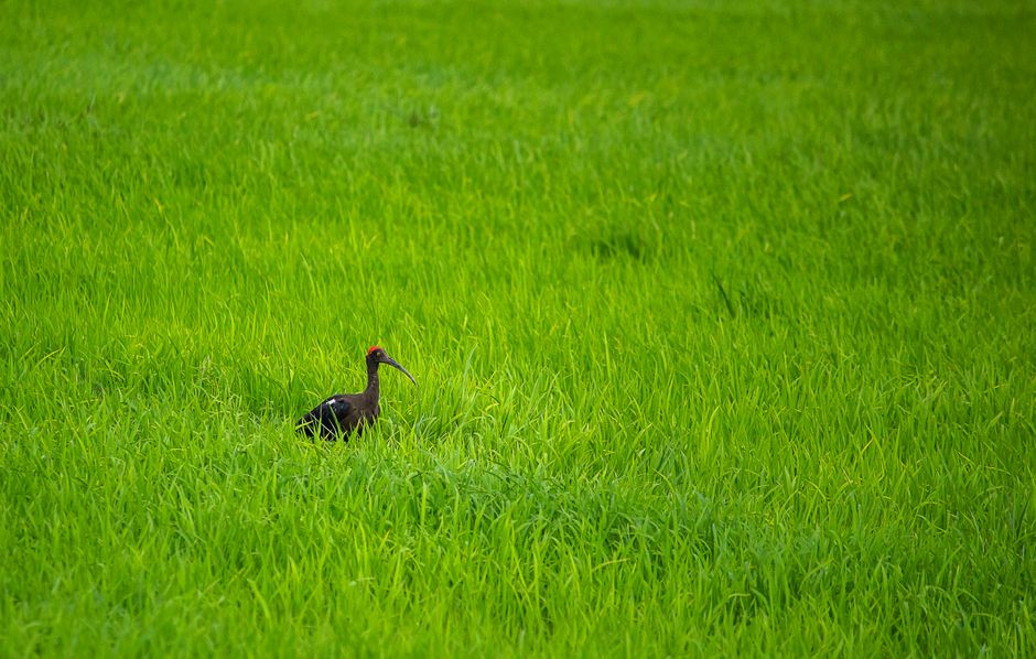 Birdwatching Walk with a little adventure — lifestyle · Hobbies