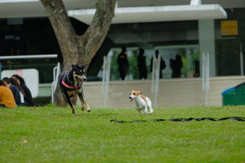 Pet-Play Break during a quiet evening — wellness · Feel-Good Activities