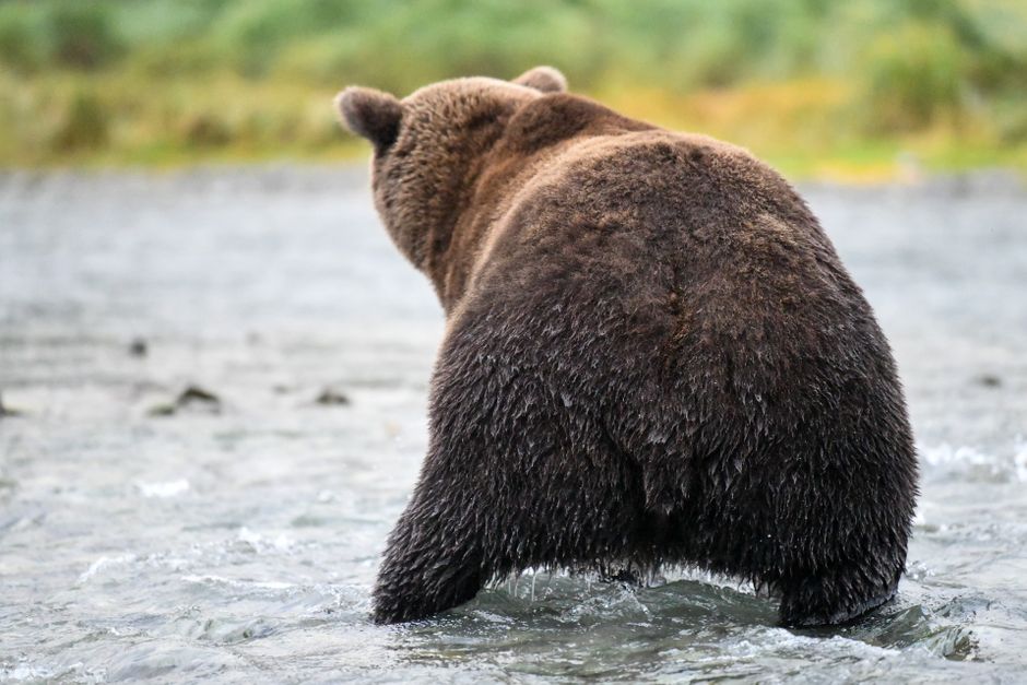 Wildlife Viewing Pullout with a photo-friendly pause — travel · National Parks
