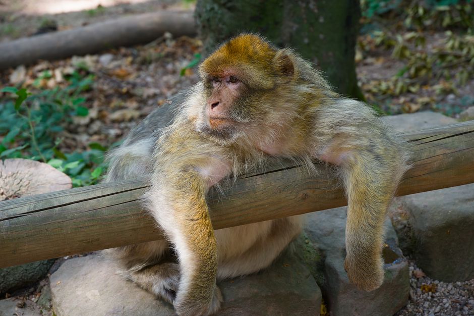 Zoo Morning around a bookstore visit — travel · Family Travel