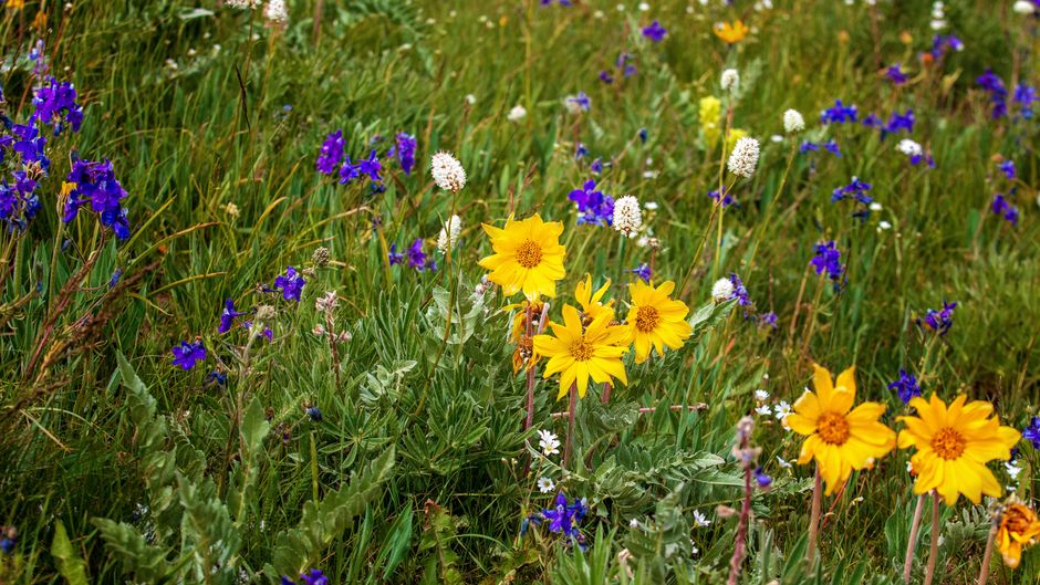 Meadow Wildflowers around an art-filled neighborhood — travel · National Parks