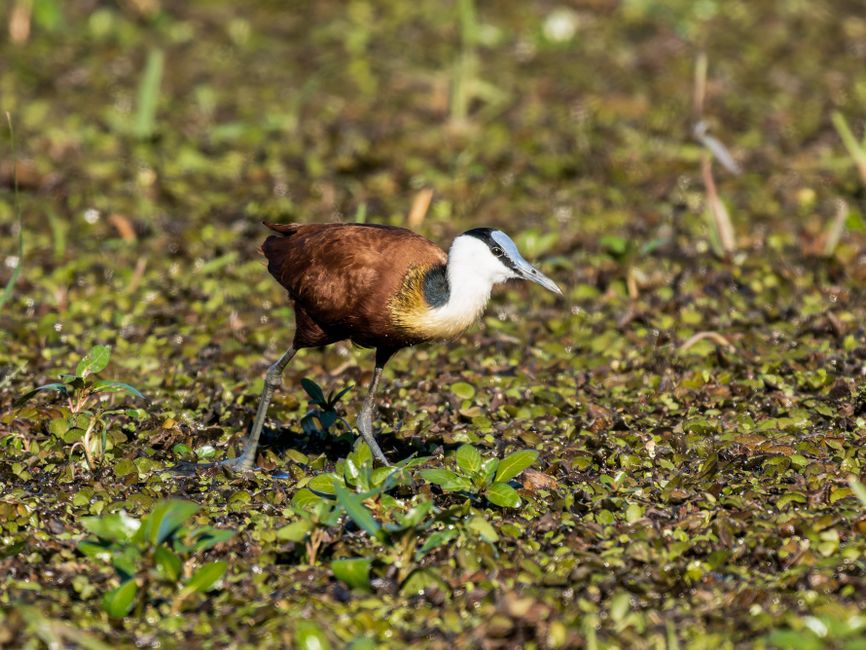 Birdwatching Walk with a five-minute start — lifestyle · Hobbies