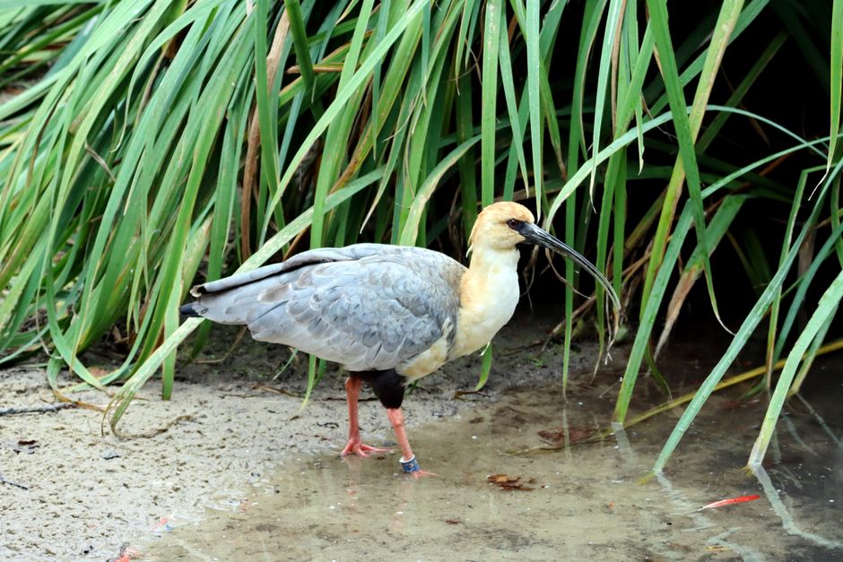 Birdwatching Walk for a screen-light evening — lifestyle · Hobbies