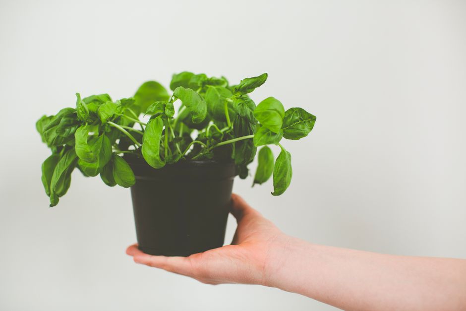 Herb Planter using one-color repetition — home · Garden & Outdoor