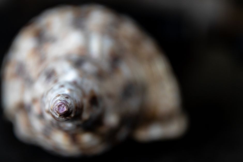Shell Photography with a local-only flavor — travel · Beach Vacations