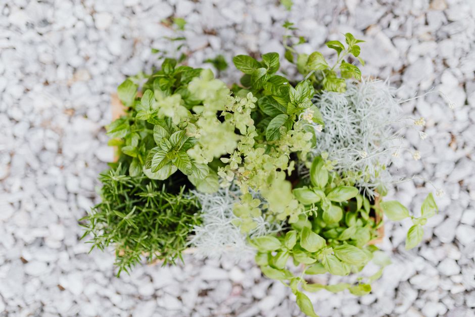 21 Herb Planter ideas