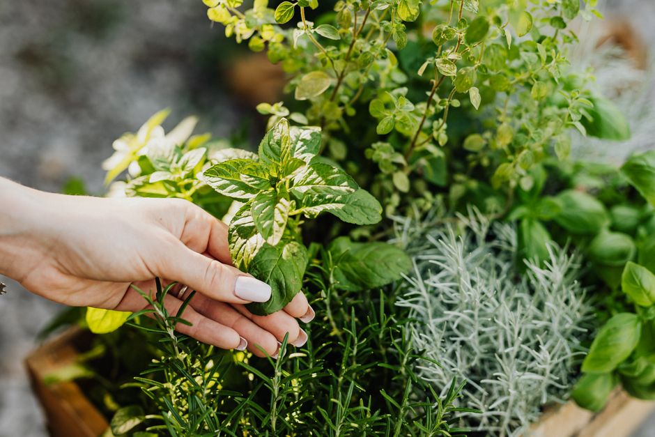 Herb Planter with a useful styling trick — home · Garden & Outdoor