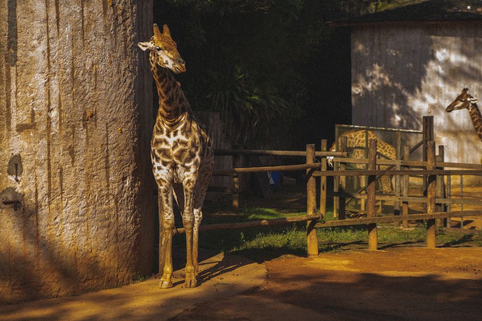 Zoo Morning near a hidden garden — travel · Family Travel
