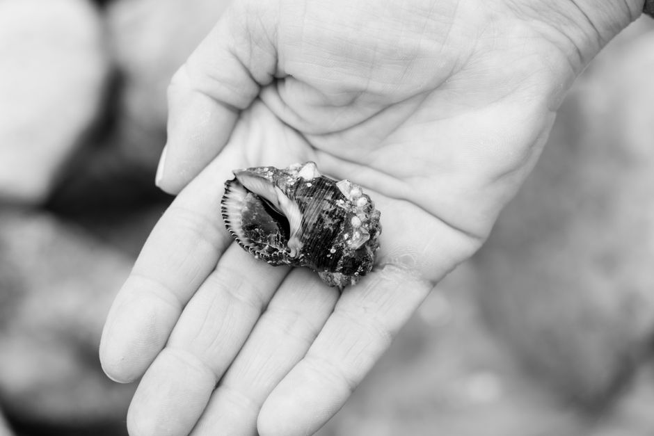 21 Shell Photography ideas for outdoor lovers