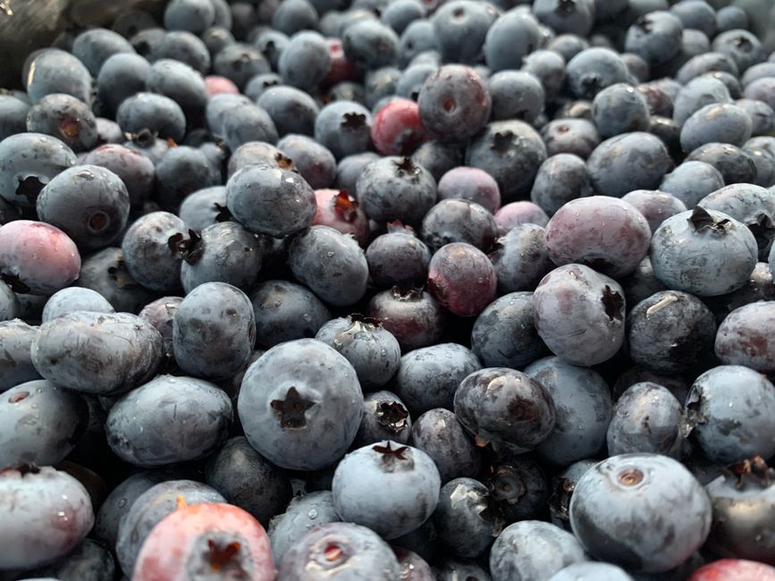 22 Blueberry Basil Spritz ideas