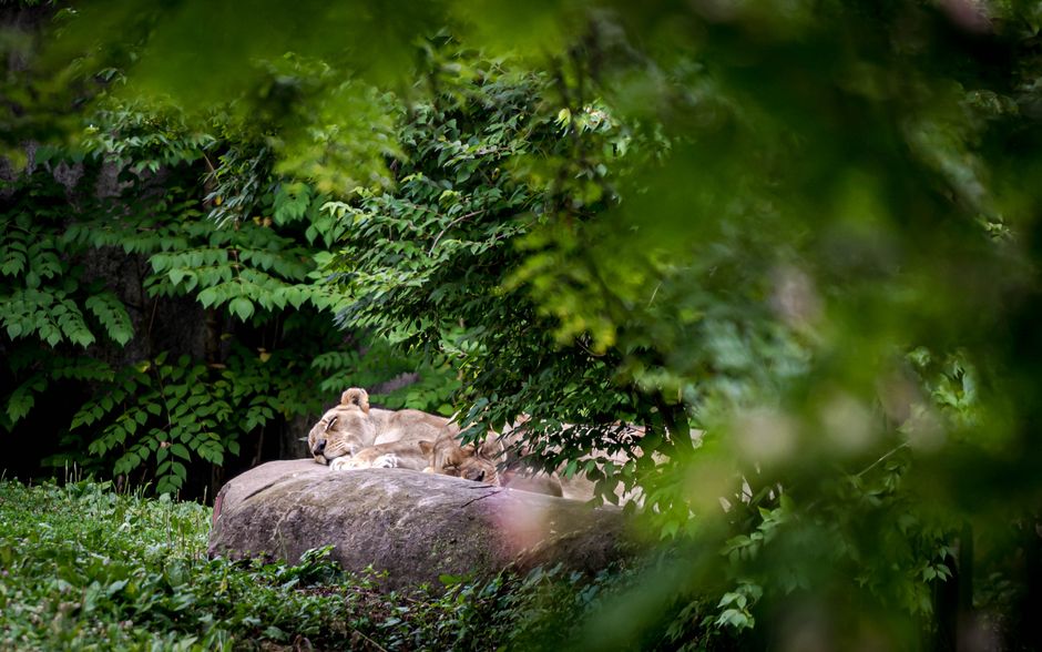 Zoo Morning for travelers avoiding crowds — travel · Family Travel