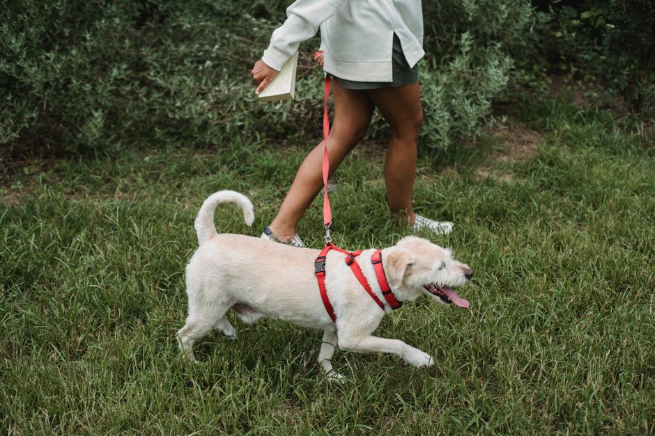 gentle walking & outdoor routines with a screen-free ritual — wellness · Walking & Outdoor
