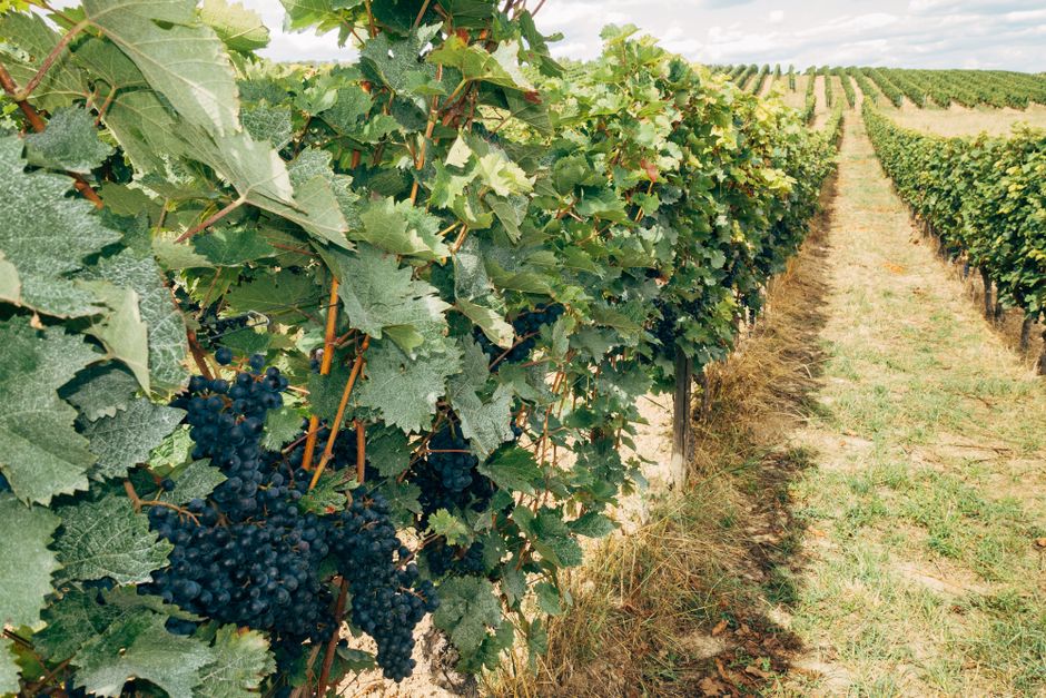 Vineyard Lunch for travelers avoiding crowds — travel · Weekend Getaways