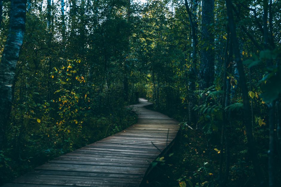 Forest Boardwalk after a busy meeting after a busy meeting — wellness · Walking & Outdoor