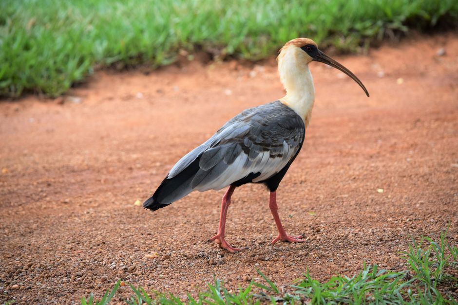 Birdwatching Walk for a simple confidence ritual — lifestyle · Hobbies