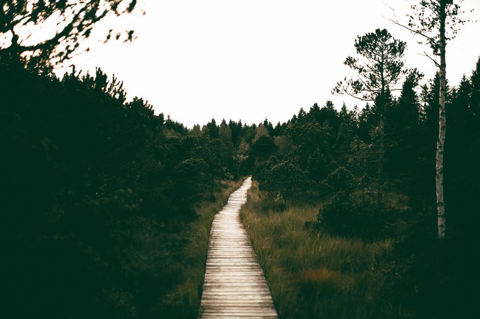 22 Forest Boardwalk ideas