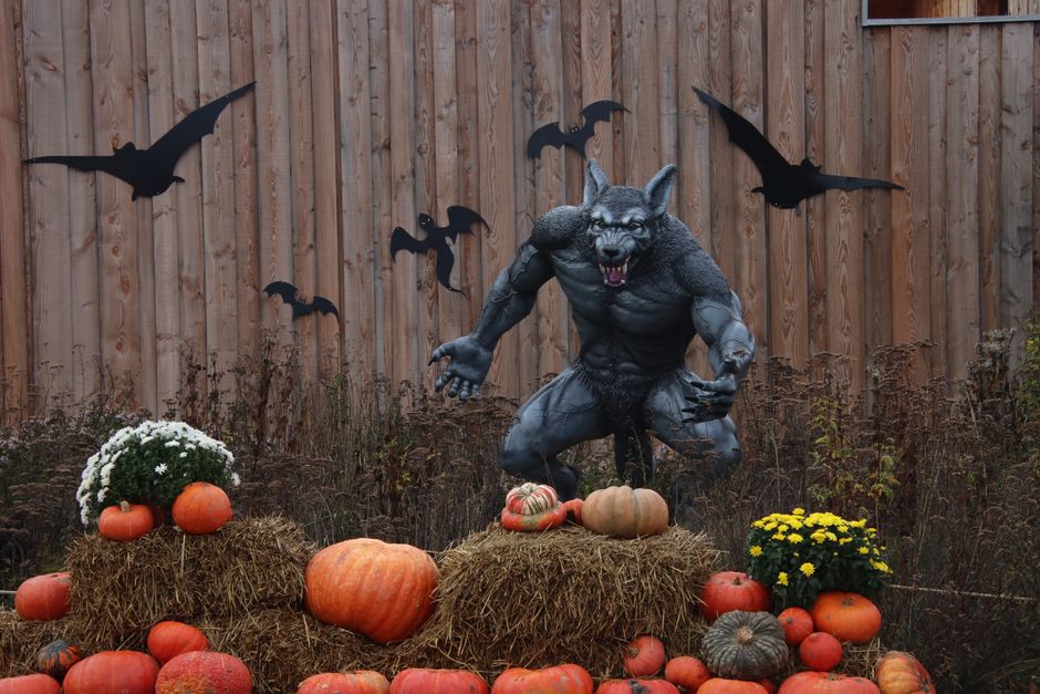 20 Bat Wall Display ideas for hosts running late