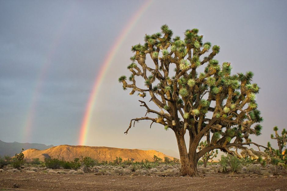Joshua Tree Sunrise with a local-only flavor — travel · USA Travel
