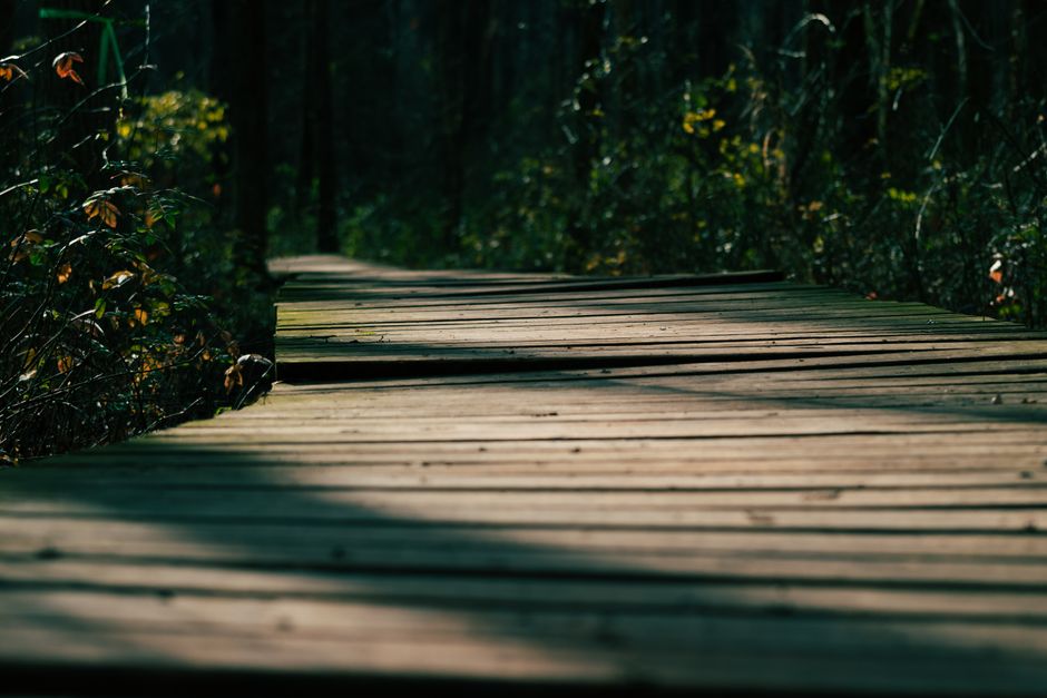 Forest Boardwalk for a more restful night — wellness · Walking & Outdoor