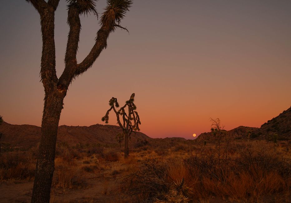 Joshua Tree Sunrise near a signature landmark — travel · USA Travel