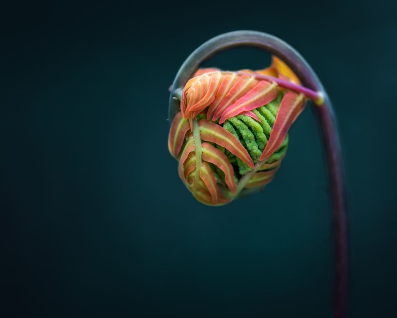 Quilled Botanical for flower handmade home — diy-creativity · Paper Crafts