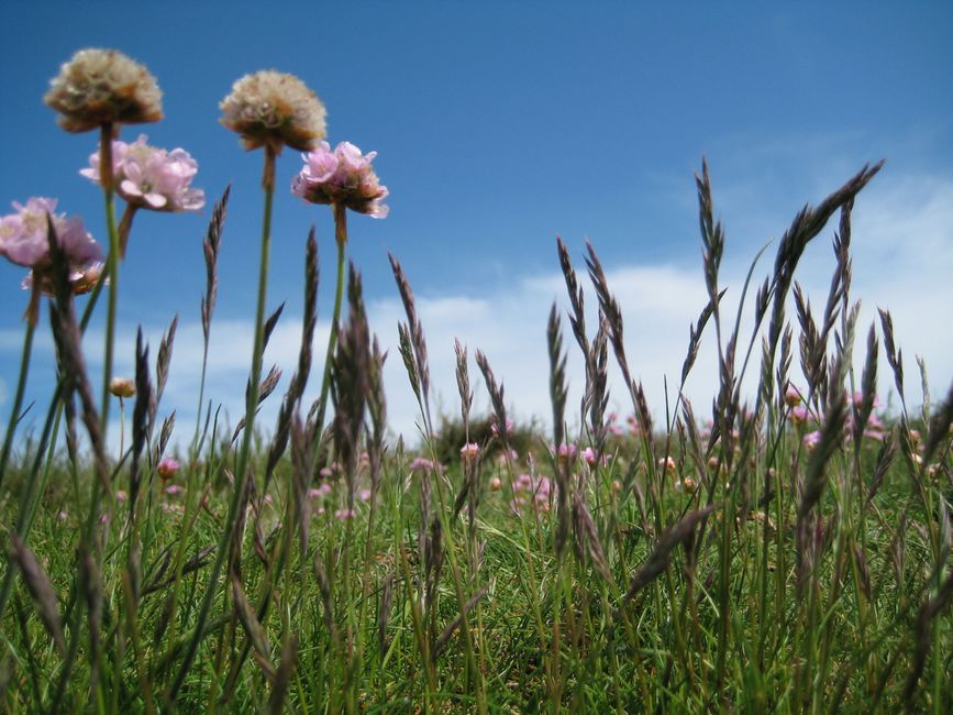 Meadow Wildflowers for an early-morning start — travel · National Parks
