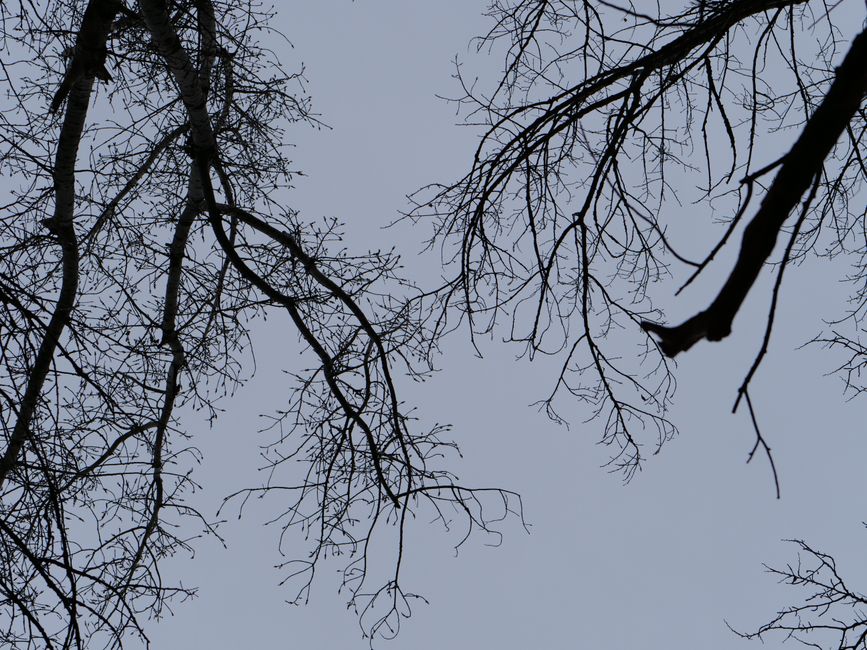 Branch tree hung with eggs