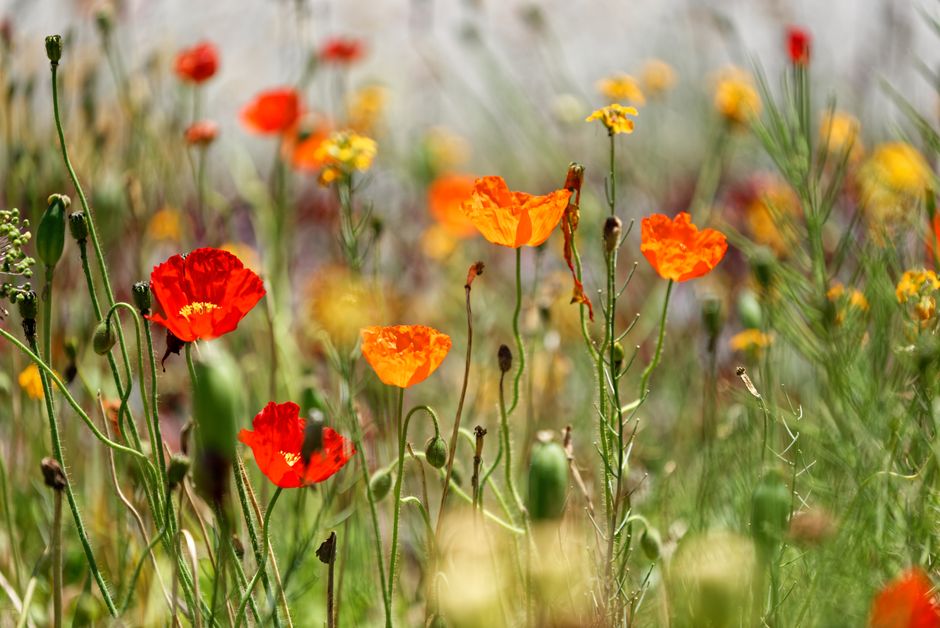 Meadow Wildflowers for travelers who love history — travel · National Parks