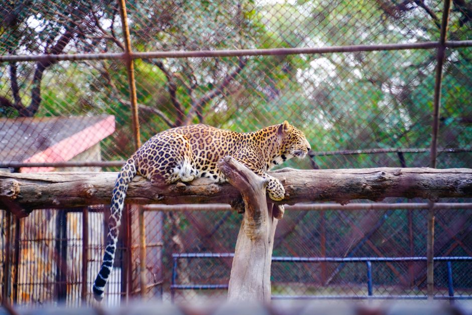 Zoo Morning with a museum break — travel · Family Travel