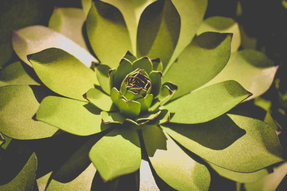 Quilled Botanical for lantern experimenting color — diy-creativity · Paper Crafts