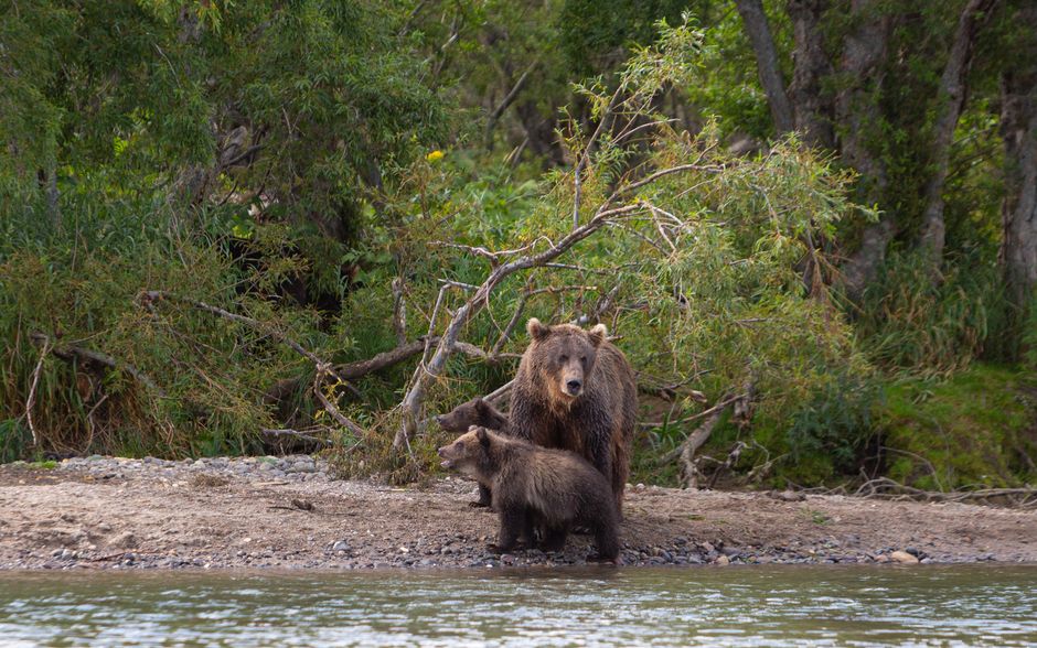 Wildlife Viewing Pullout for travelers who prefer small stops — travel · National Parks
