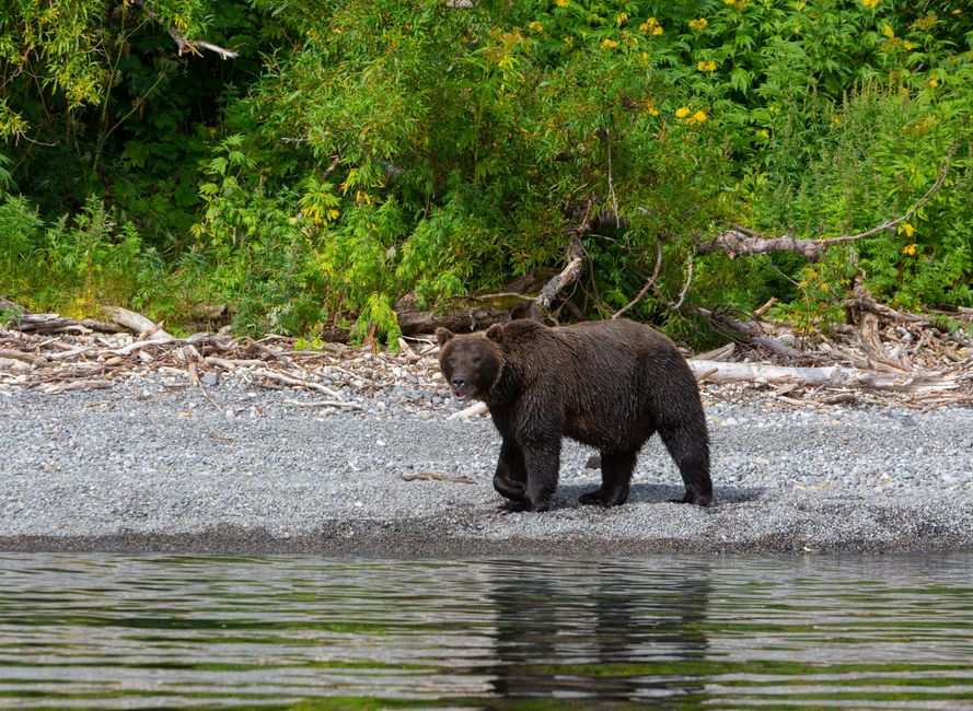 Wildlife Viewing Pullout with a slower second day — travel · National Parks