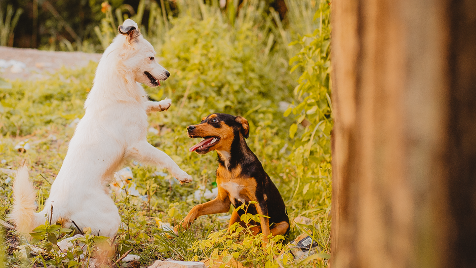 Pet-Play Break for a fresh-start Monday — wellness · Feel-Good Activities