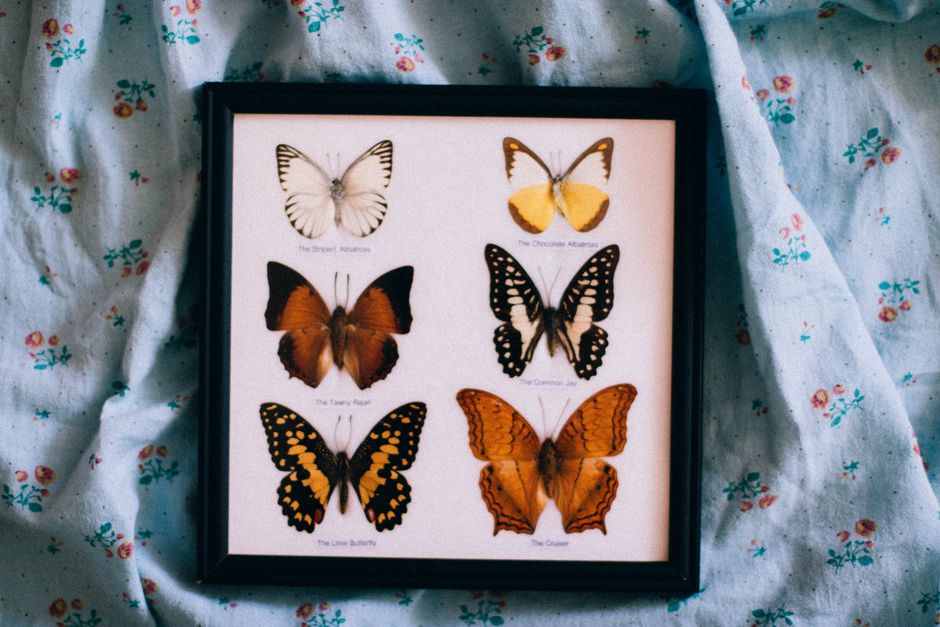 Pressed Botanical Frame for a small creative corner — diy-creativity · Handmade Decor